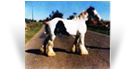 Old Henry - Old Palace Horse - HCs White Horse